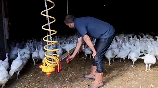 حبش عيد الميلاد يرزح تحت وطأة نقص اليد العاملة في بريطانيا