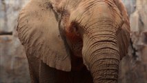 Ivory Poaching Driving Evolutionary Change in Elephants