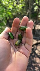 Green Flower Chafer Beetles Taking Flight