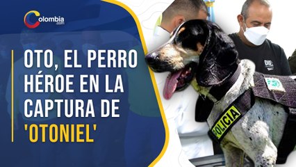 Oto, la mascota de 'Otoniel' que ayudó a la captura del líder del Clan del Golfo