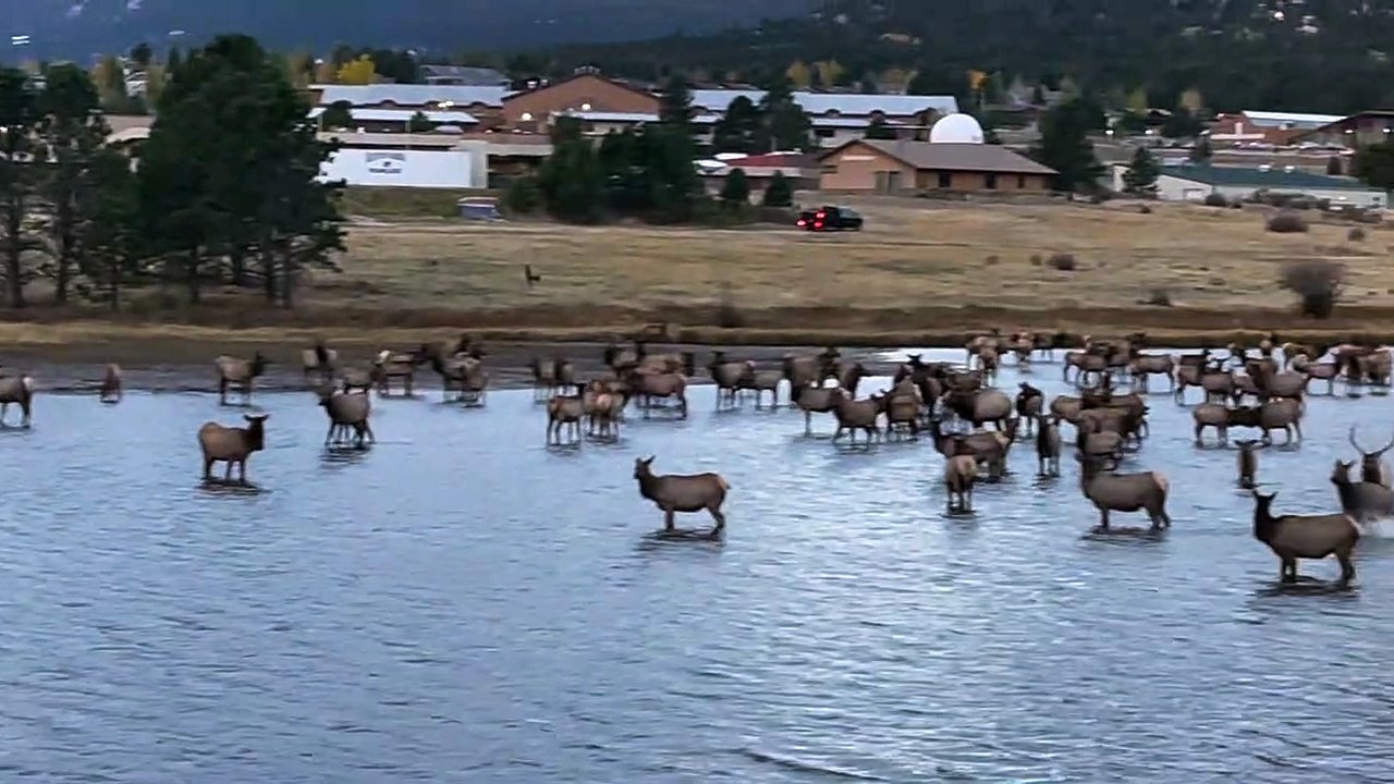 Elk Herd Hangs Out at Lake Estes