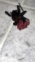 Parasite Pops Out of Dead Spider