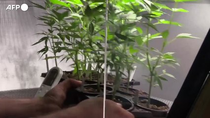 Cannabis terapeutica, presto produzione aziende in Italia