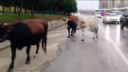 Büyükçekmece'de inekler trafiği birbirine kattı