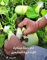 باكستاني يكسب ملايين المشاهدات بحيلة _زراعة النقود_ وجني ثمارها(480P)