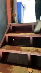 Squirrel Making Quick Escape Lands on Girl