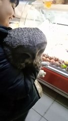 Owl Goes Shopping