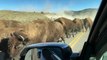 Bison Stampede Across Bridge in Yellowstone National Park