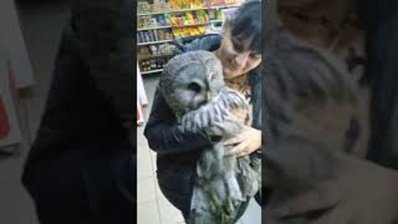Owl Goes Shopping