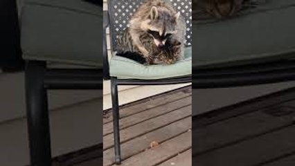Raccoon and Cat are Best Cuddle Buddies