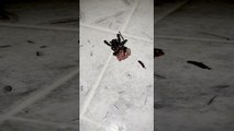 Parasite Pops Out of Dead Spider