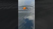 Pumpkin Sucked into Whirlpool Pops Out Other Side