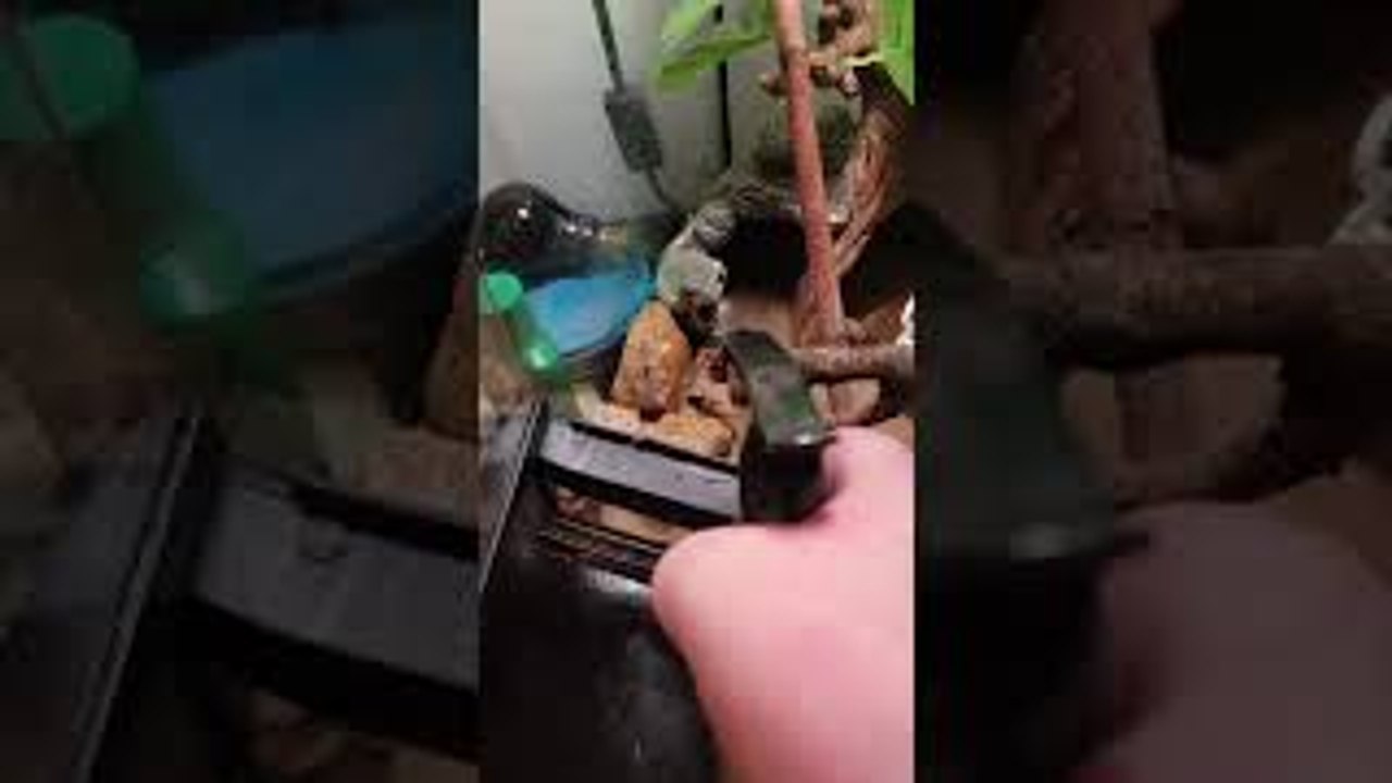 White Tree Frog Battles Spray Bottle