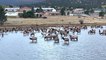 Elk Herd Hangs Out at Lake Estes