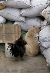 Chicken VS Dog Fight  -  Funny Dog Fight Videos