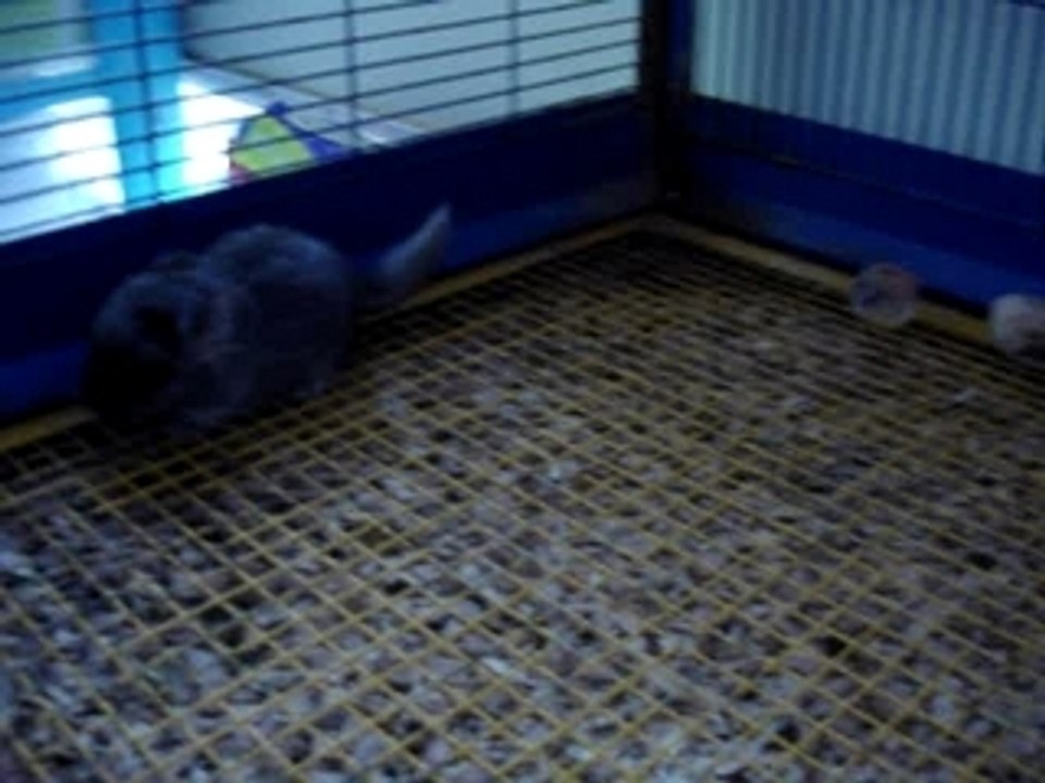 Bébé chinchilla