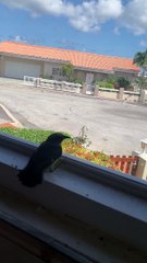 Man Rescues Bird From Inside House