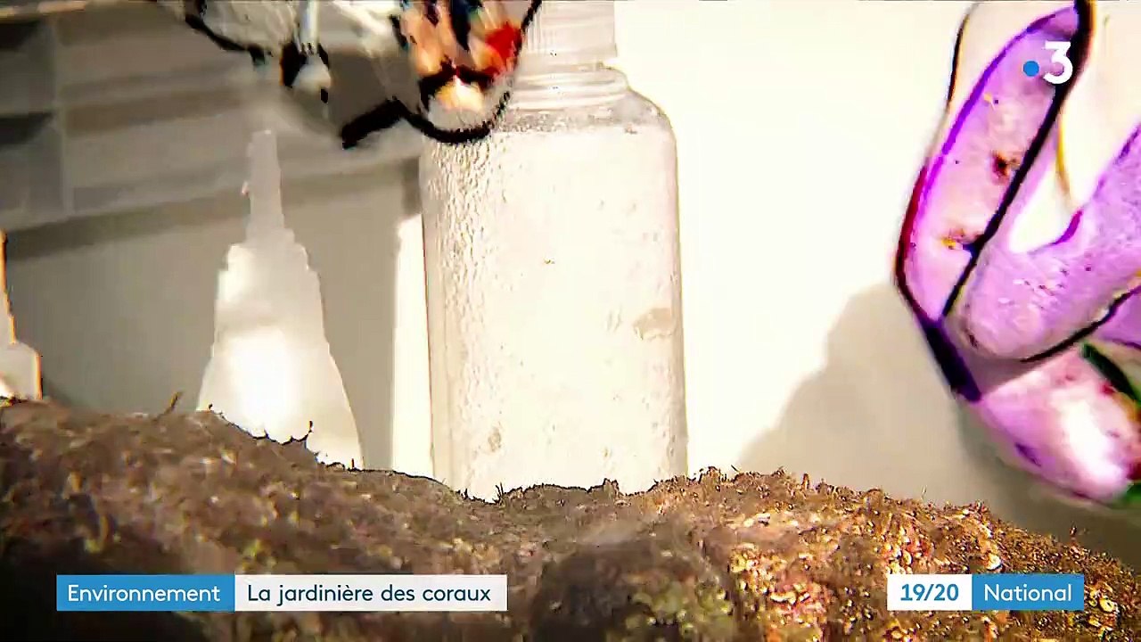 Environnement : une jardinière des coraux à Toulon