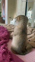 Adorable Kitten Stands in Disbelief