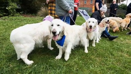 Dogs brought in to relieve student anxiety at University of Tasmania