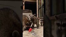 Raccoons Take Treats From Fork