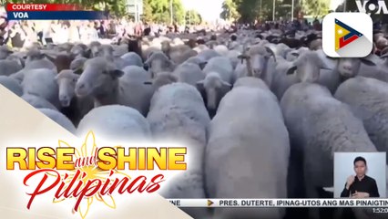Higit 1,000 na mga kambing at tupa, rumampa sa mga kalsada sa Madrid, Spain