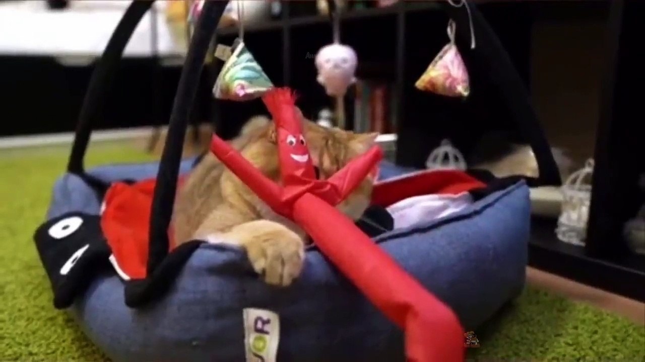 Baby Cats - Cute and Funny Cat Videos Compilation #16