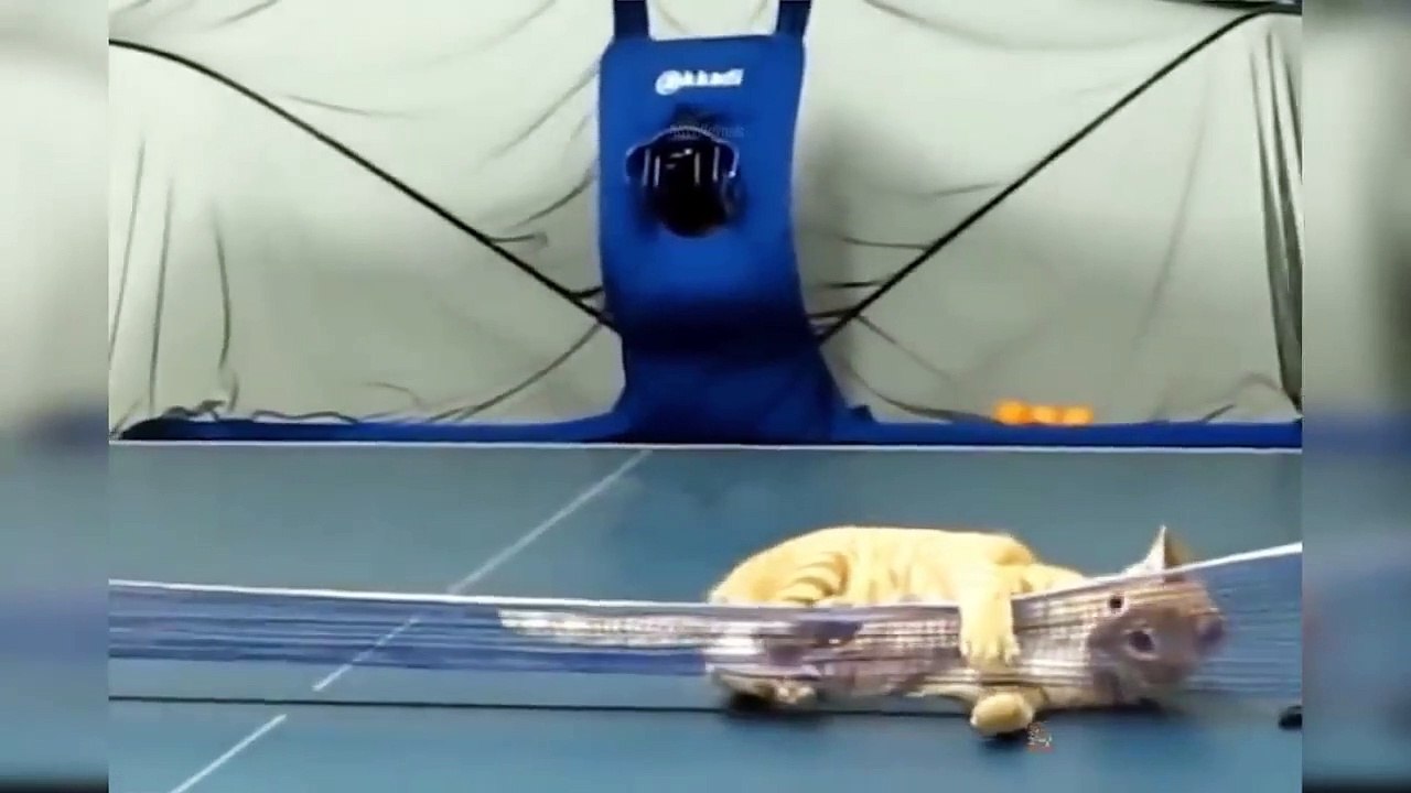 Baby Cats - Cute and Funny Cat Videos Compilation #18