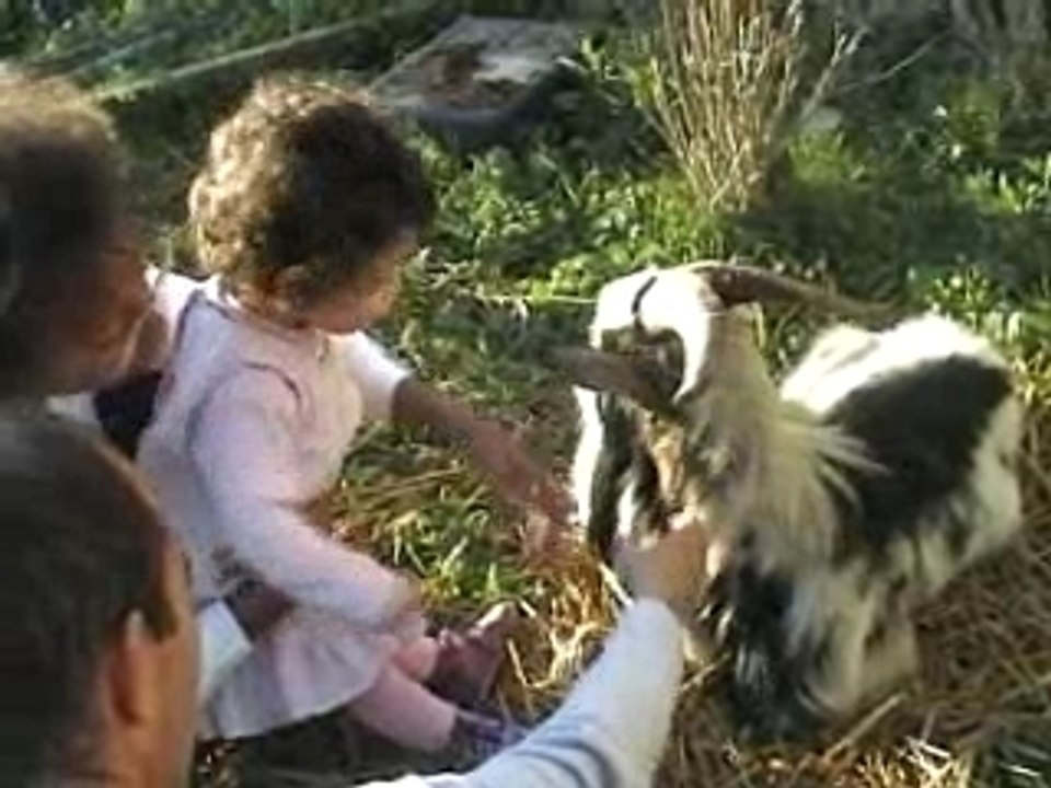 Mon ami le bouc