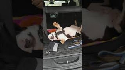 Sleepy Dog Wants Dad to Carry Him