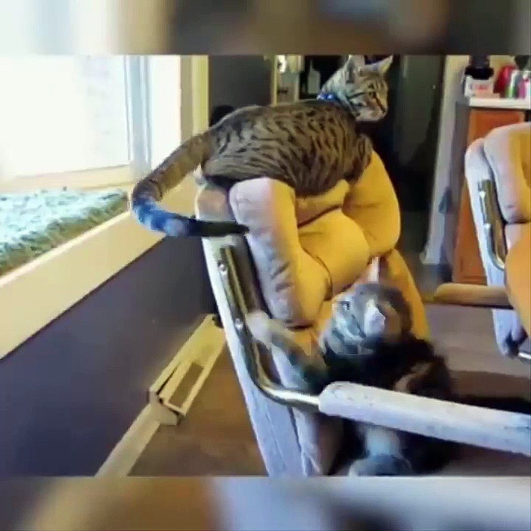 ⁣Baby Cats - Cute Cats - Adorable Cats - Funny Cats Compilations PART 11