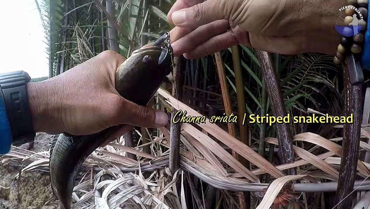 Empang Dianggurin Malah Jadi Sarang Ikan Gabus