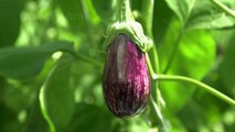Awesome Greenhouse Eggplant Farming - Modern Greenhouse Agriculture Technology - Eggplant Processing