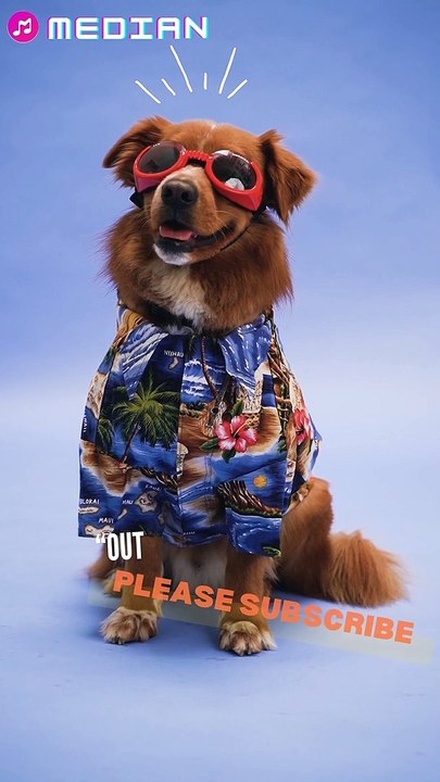 vidéo de chien mignon