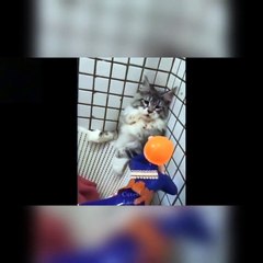 Funny moment cat and dog