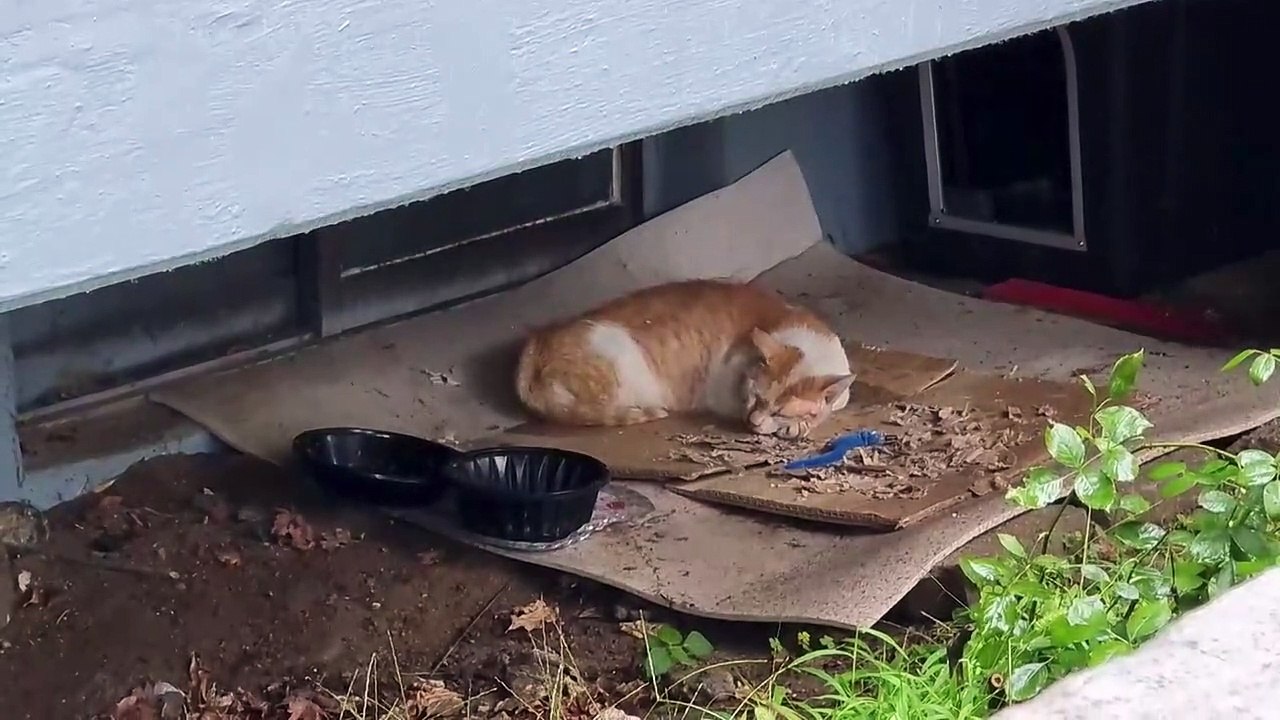 雨だから寝る
