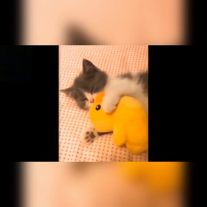 So funny moment cat