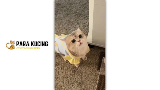 Funny cat Cute Cat Kucing Lucu Kucing Imut | 30 Cat Videos From Tiktok & Reels | #EPISODE6