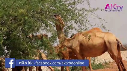 উট সাপ খাই কেন! why camel eat snakes | ak television