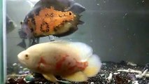 Oscar fish albino