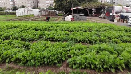 İstanbul'un göbeğinde, E-5'in yanında organik tarım