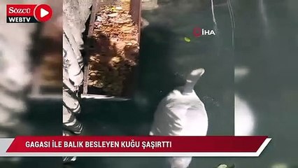 Gagası ile balıkları besleyen kuğu görenleri şaşırttı