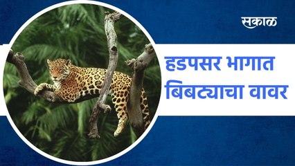 Hadapsar: हडपसर भागात बिबट्याचा वावर
