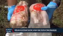 Ribuan Kilogram Daging Ayam Yang Busuk Dimusnahkan