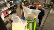 Sydney brewery using algae to capture carbon emissions