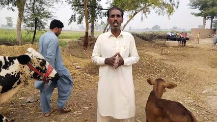 watch frezan Cross cow for sale in Punjab Pakistan on Dailymotion Anwar Ali -19-10-2021
