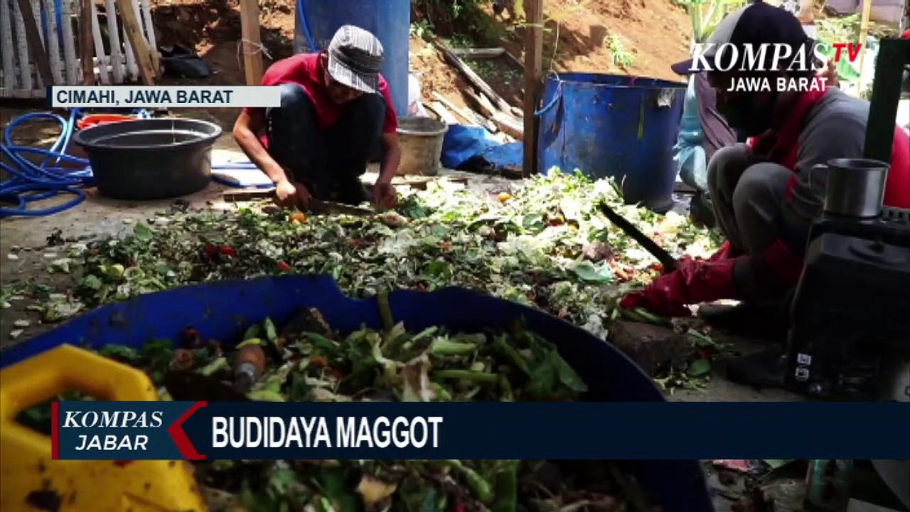 Budidaya Maggot Kurangi Sampah Rumahan Dan Meraup Cuan