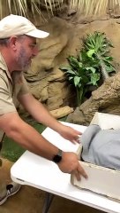 crazy snake morphs!This good mamma was feisty, she knew what