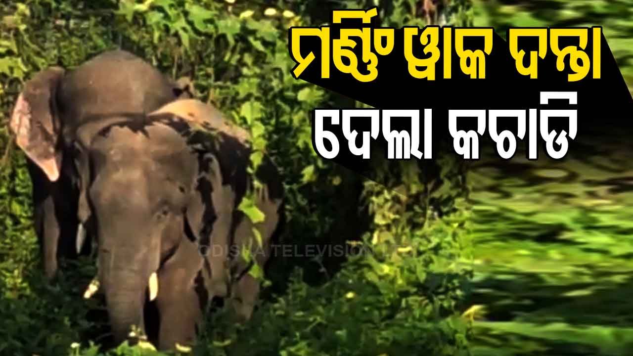 Elderly Woman Injured In Elephant Attack In Bonai