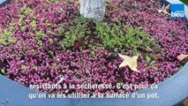 Roland Motte, jardinier : le sedum ou orpin